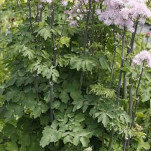 Thalictrum Nimbus Pink GM P9