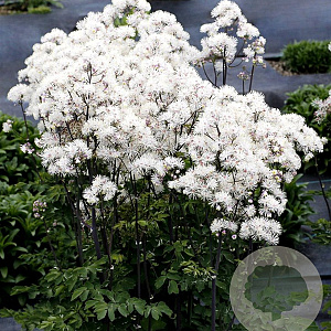 Thalictrum 'TNTNW' GM P9