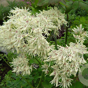 Thalictrum 'TNTNW' GM P9