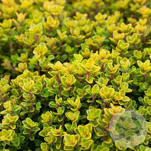 Thymus citriod. 'Golden Dwarf' GM P9