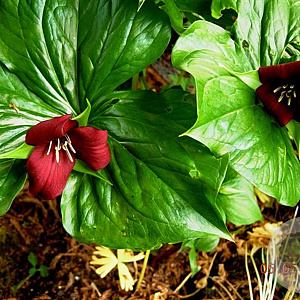 Trillium sulcatum GM  P11