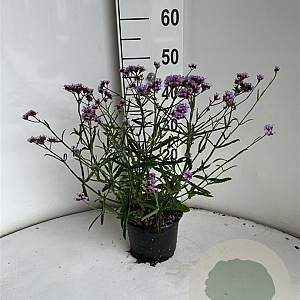 Verbena bon. 'Lollipop' GM 2,0L