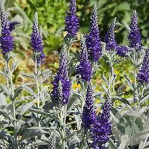 Veronica sp. 'Silbersee' GM P9