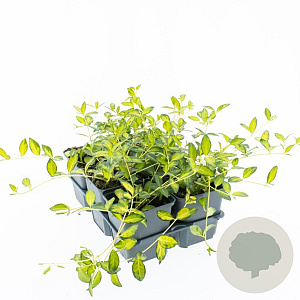 Vinca minor Illumination GM P9