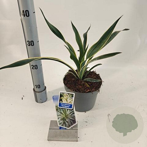 Yucca gloriosa 'Variegata' 25-30 cm 2,0L