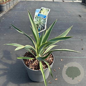 Yucca gloriosa 'Variegata' 25-30 cm 2,0L
