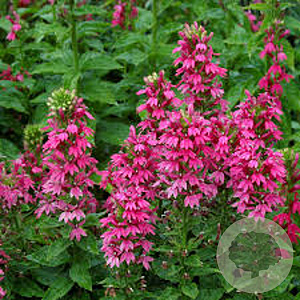 Lobelia 'Monet Moment' GM P9