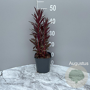 Lobelia 'Queen Victoria' GM 2,0L