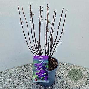 Salvia 'Amistad' 50-60 cm 2,5L