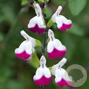 Salvia gr. 'Cherry Lips' GM P9