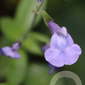 Salvia micr. 'Delice Aquamarine' GM P9