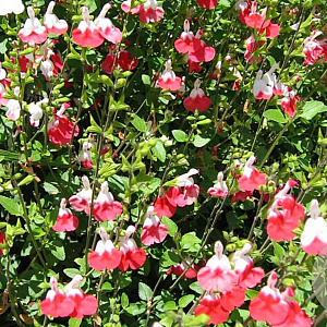 Salvia micr. 'Hot Lips' GM P9