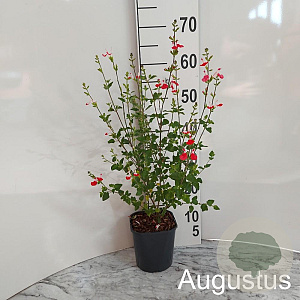 Salvia micr. 'Hot Lips' GM 2,0L