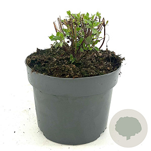 Salvia micr. 'Hot Lips' GM 2,0L