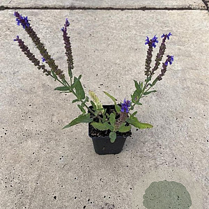 Salvia nem. 'Blauhügel' GM P9