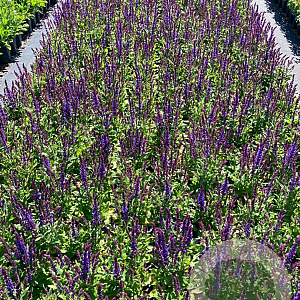 Salvia nem. 'Blaukönigin' GM 2,0L