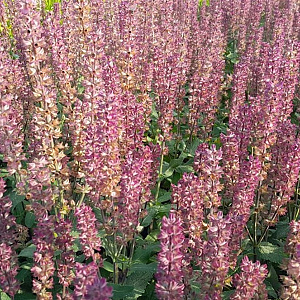 Salvia n. 'Katsjing' GM P9