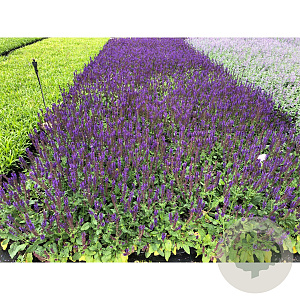 Salvia nem. 'Mainacht' GM P9