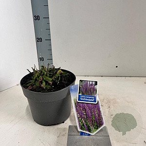 Salvia nem. 'Ostfriesland' 20-25 cm 2,0L