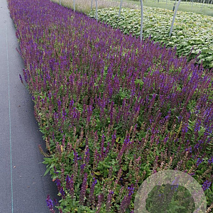 Salvia nem. 'Ostfriesland' GM P9