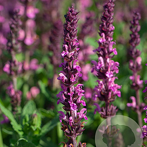 Salvia n. Synchro Pink GM P9
