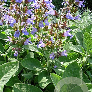 Salvia off. 'Berggarten' GM P9