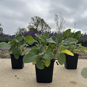 Salvia off. 'Berggarten' GM P9