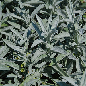 Salvia off. 'Nazareth' GM P9