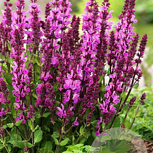 Salvia sylv. 'Rose Marvel' GM P9