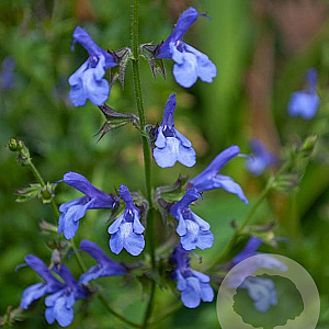 Salvia uliginosa 'African Skies' GM P9