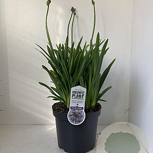 Agapanthus 'Dr Brouwer' 30-35 cm 7,5L