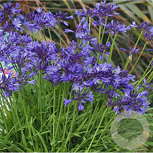 Agapanthus 'Prolific Blue' GM P9