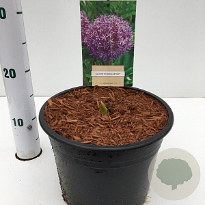 Allium 'Globemaster' 25-30 cm 4,5L