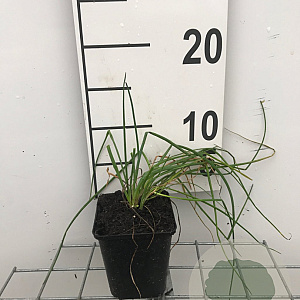 Allium schoenoprasum GM P9