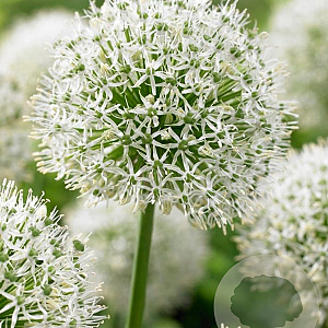 Allium stipitatum 'White Giant' GM  P11