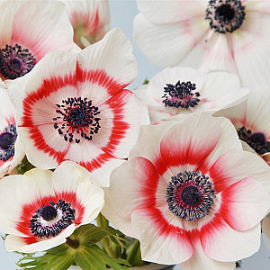 Anemone h. Emmy Bicolor GM P9