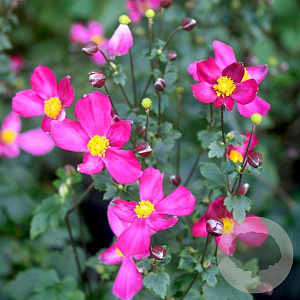 Anemone h. Fantasy Red Riding Hood GM P9