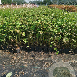 Anemone hyb. 'Honorine Jobert' GM P9