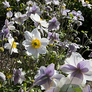 Anemone Ruffled Swan GM P9