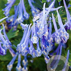 Corydalis 'Craigton Blue' GM P9