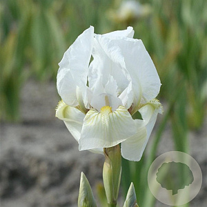 Iris (P) 'Dream Stuff' GM P9