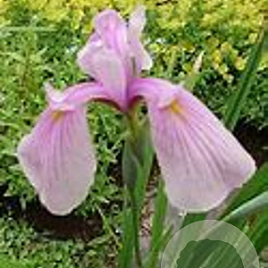 Iris e. 'Topas' GM P9