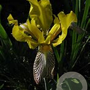 Iris e. 'Variegata' GM P9