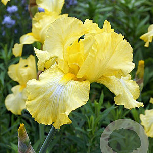 Iris (G) 'Harvest of Memories' GM P9