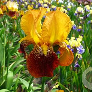 Iris (G) 'Howard Weed' GM P9