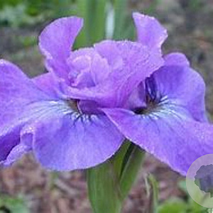 Iris sib. 'Rosy Bows' GM P9