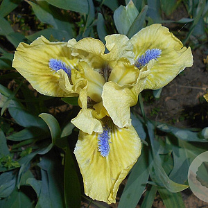 Iris 'Stockholm' GM P9