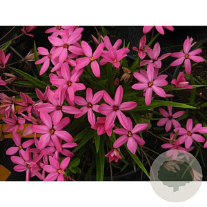 Rhodoxis 'Ruby Giant' GM P9