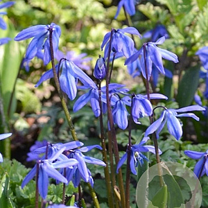 Scilla siberica 'Spring Beauty' GM P9