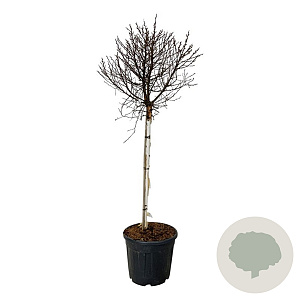 Betula pendula 'Magical Globe' 90 cm stam 30L